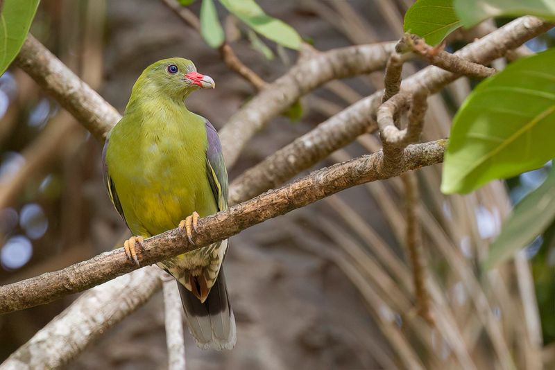 African Green Pigeon