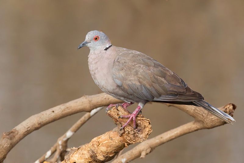 African Mourning Dove