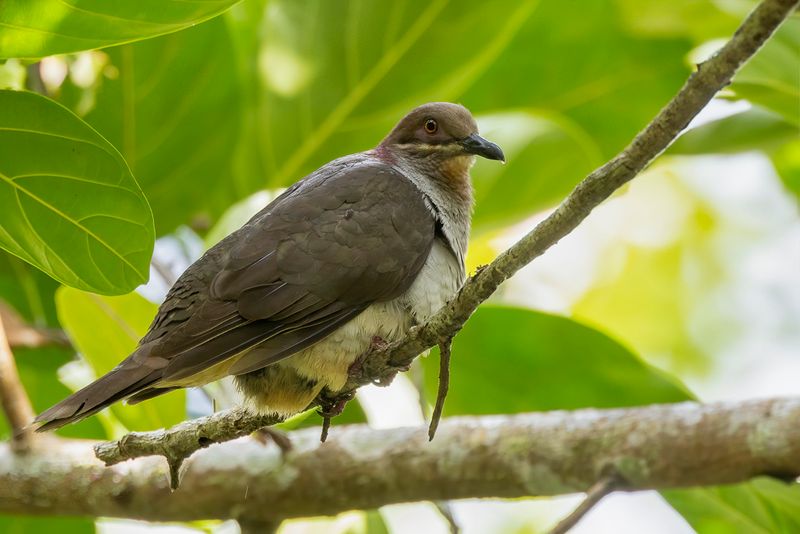 Amethyst Brown Dove