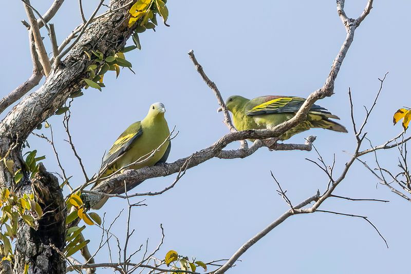 Andaman Green Pigeon