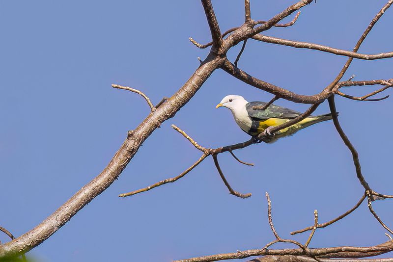 Banded Fruit Dove