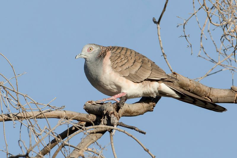 Bar-shouldered Dove