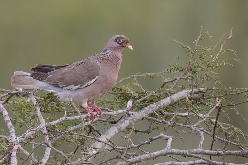 Bare-eyed Pigeon