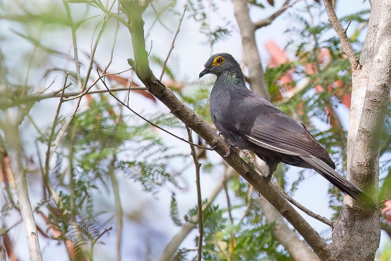 Black Cuckoo-Dove