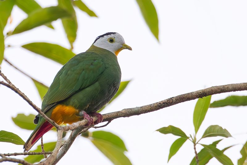 Black-naped Fruit Dove (m)