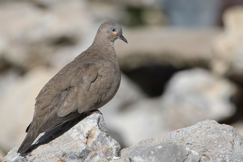 Black-winged Ground Dove