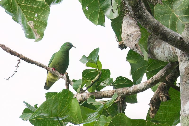 Blue-capped Fruit Dove