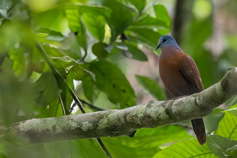 Blue-headed Wood Dove