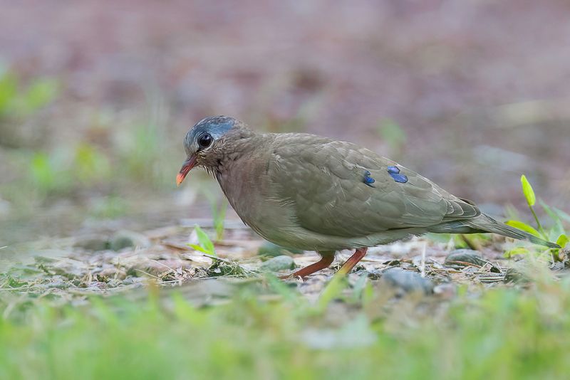 Blue-spotted Wood Dove