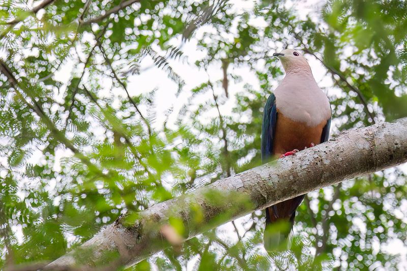 Cinnamon-bellied Imperial Pigeon