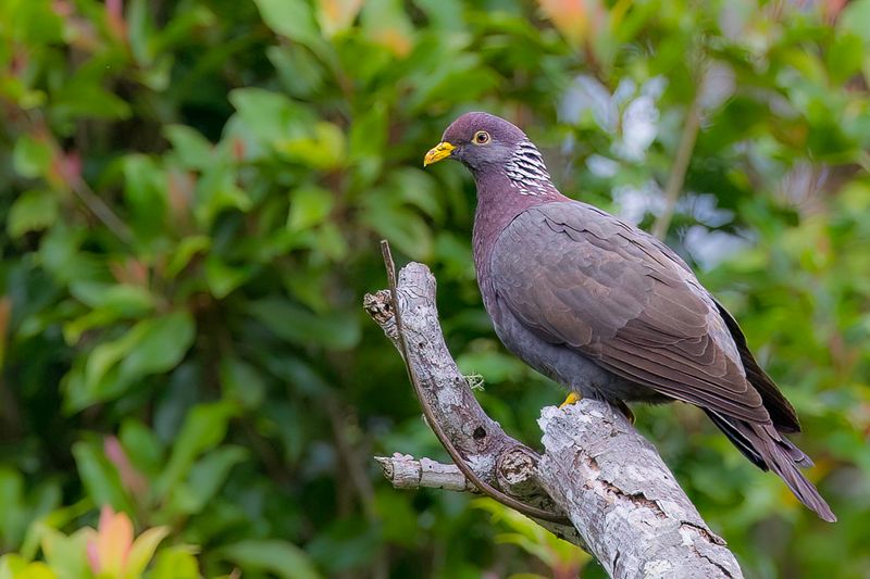 Comoro Olive Pigeon