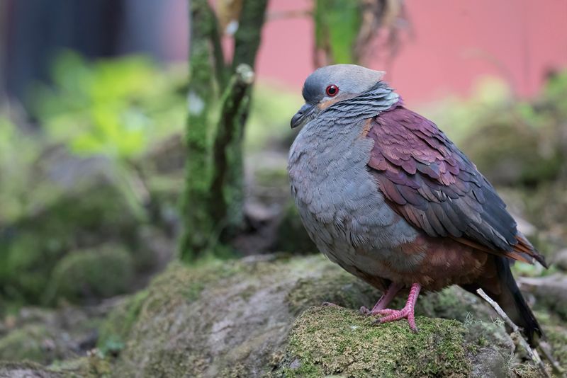 Crested Quail-Dove