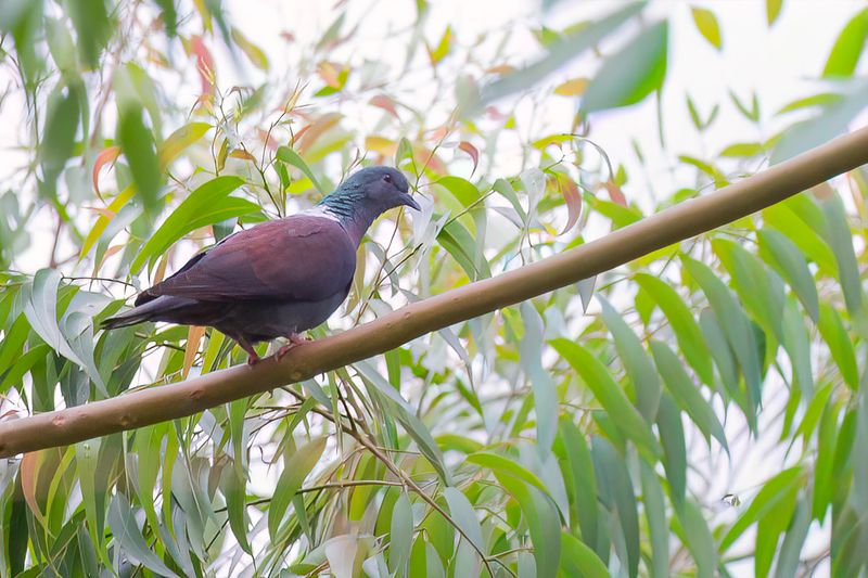 Eastern Bronze-naped Pigeon