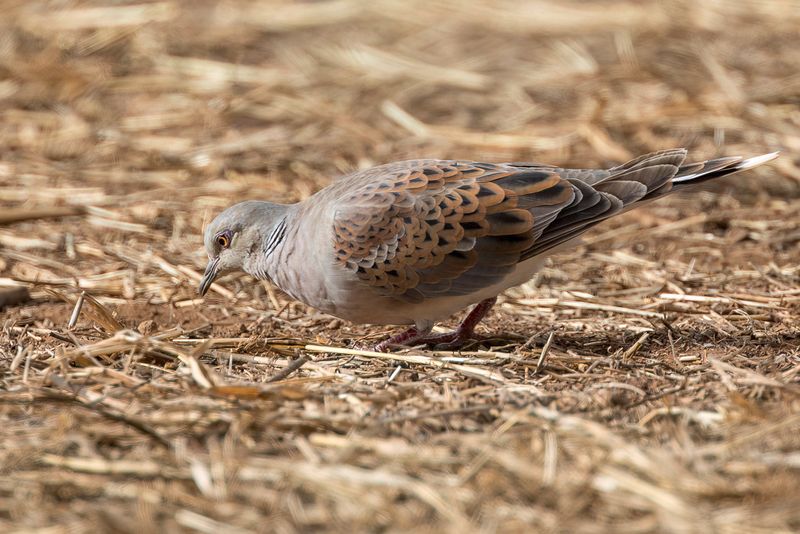 European Turtle Dove