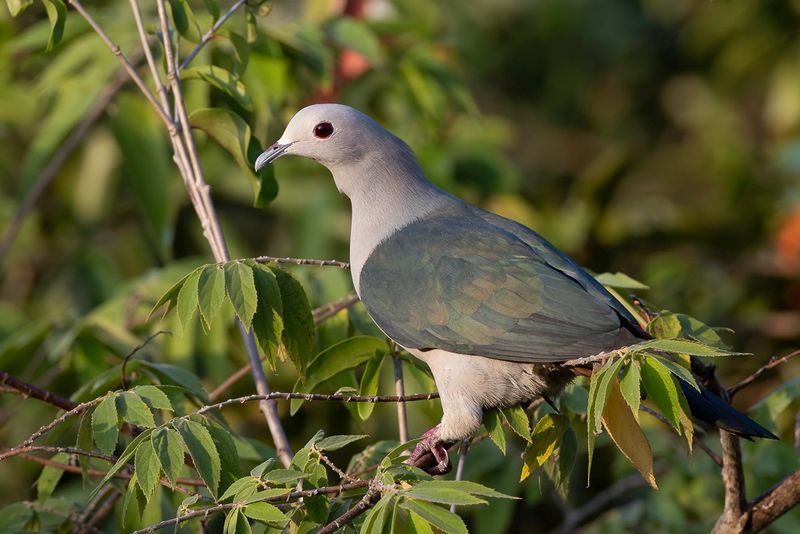 Green Imperial Pigeon