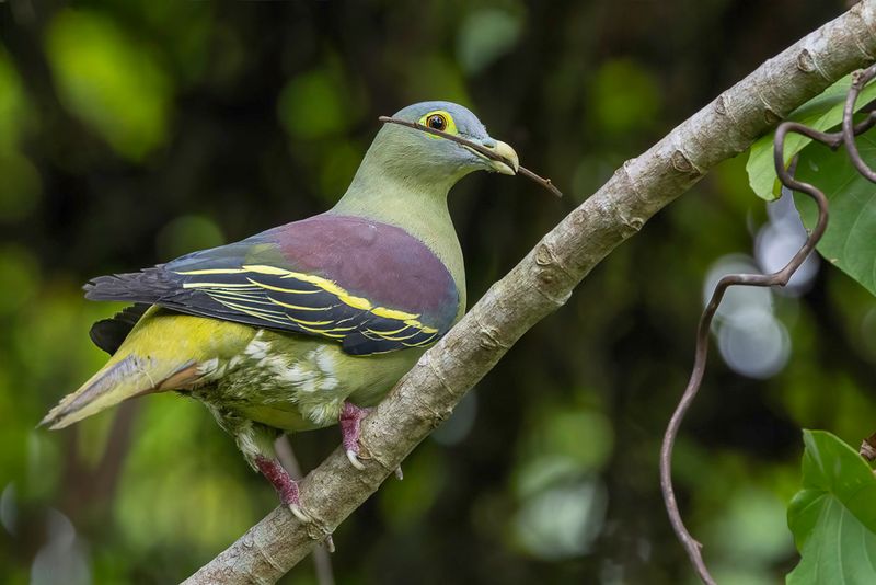 Grey-cheeked Green Pigeon (m)