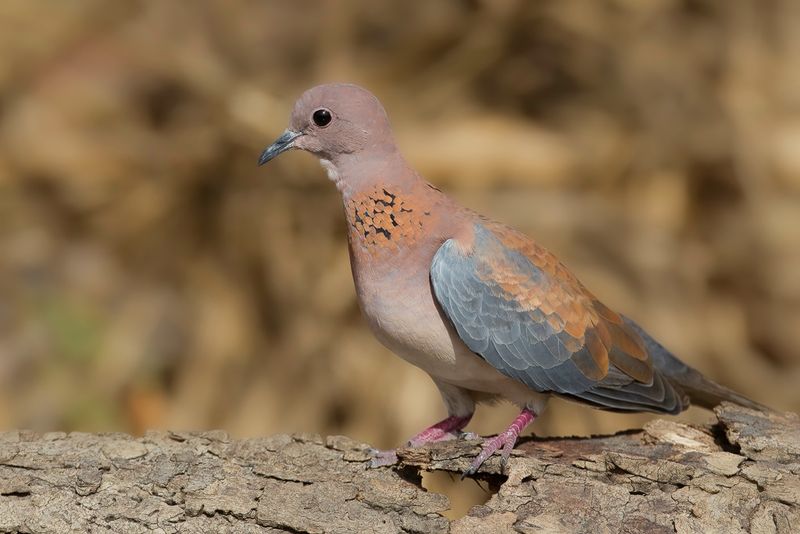 Laughing Dove