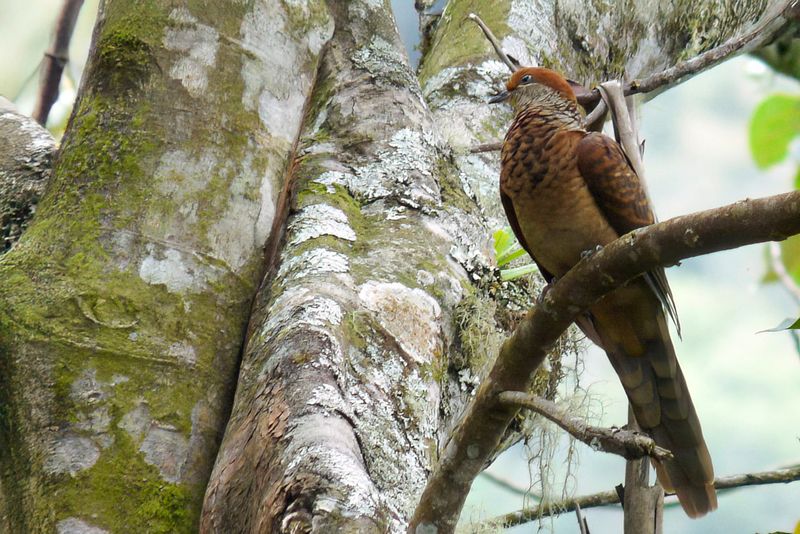 Little Cuckoo-Dove
