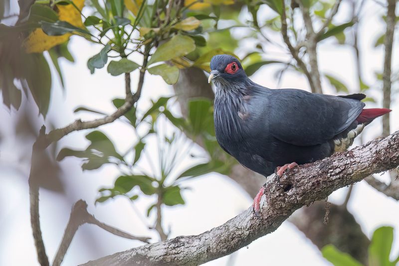 Madagascar Blue Pigeon