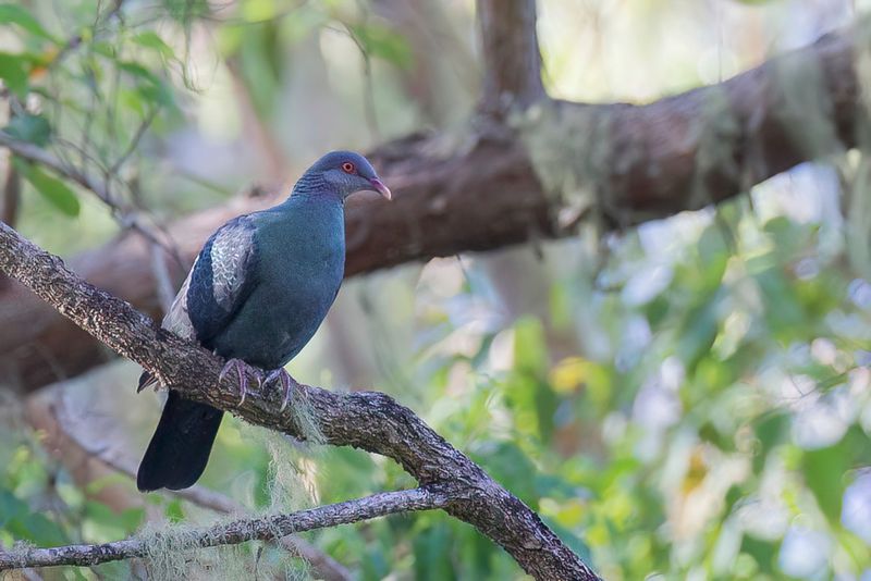 Metallic Pigeon