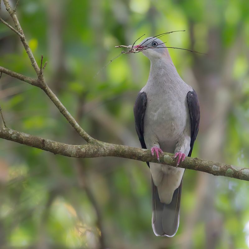 Mountain Imperial Pigeon