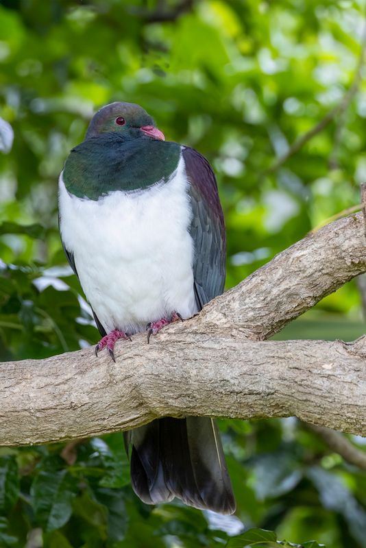 New Zealand Pigeon