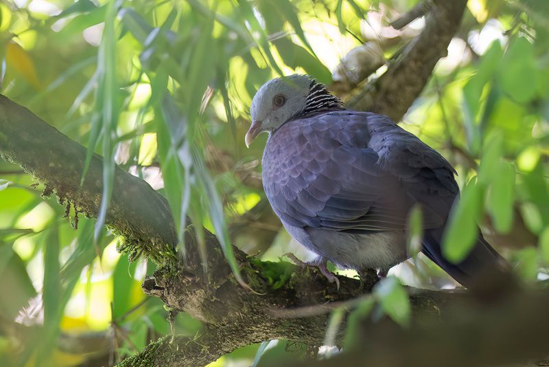 Nilgiri Wood Pigeon