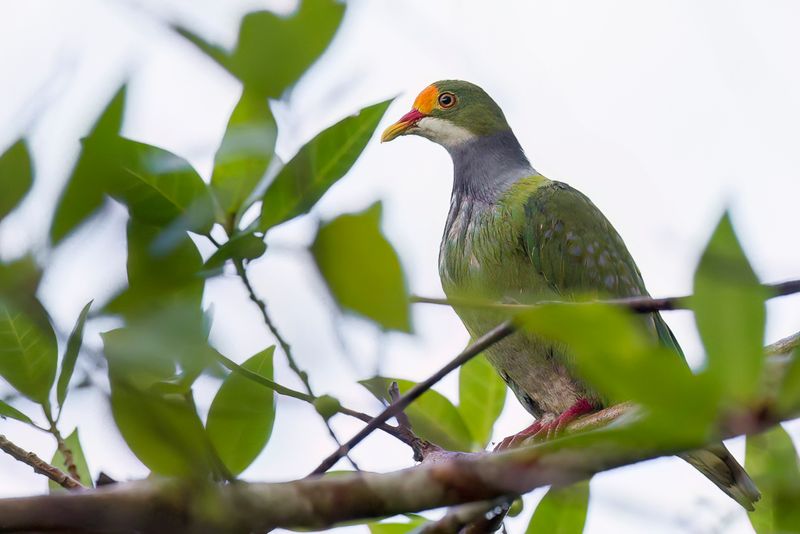 Orange-fronted Fruit Dove
