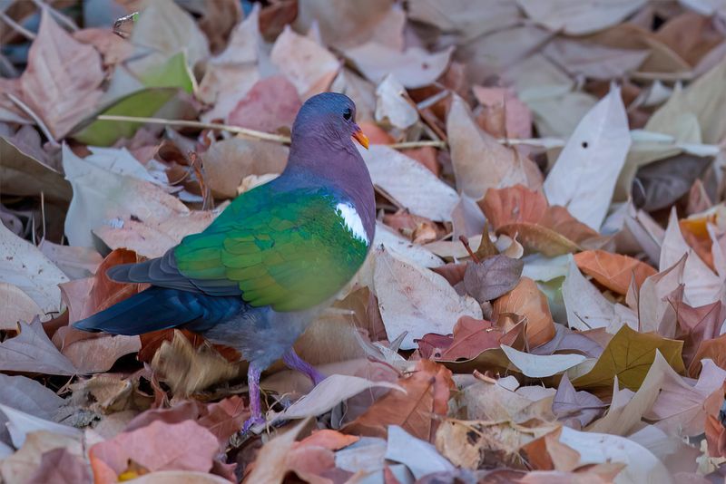 Pacific Emerald Dove