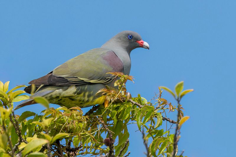 Pemba Green Pigeon