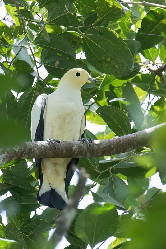 Pied Imperial Pigeon