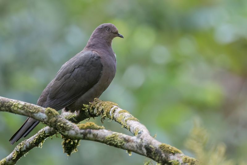 Plumbeous Pigeon
