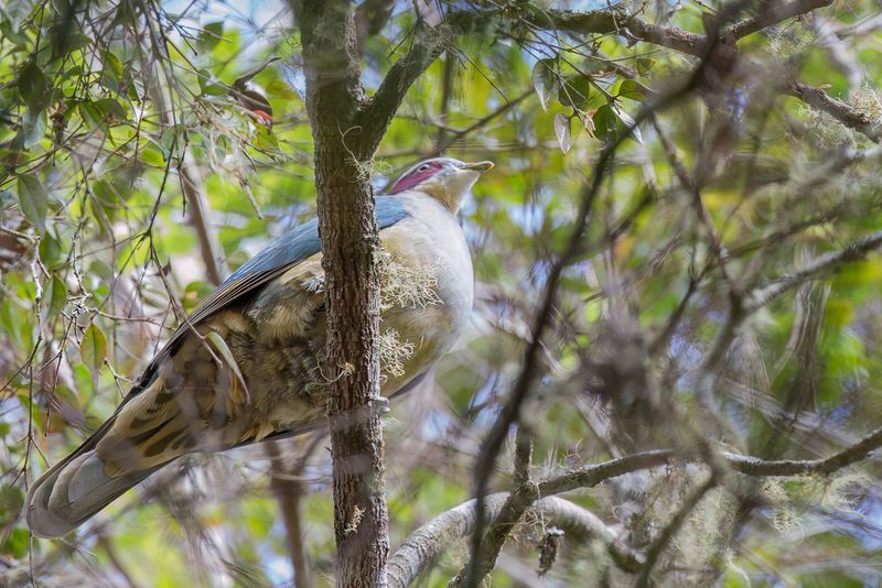 Red-eared Fruit Dove