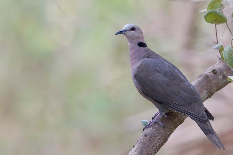 Red-eyed Dove