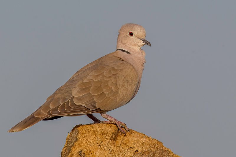Ring-necked Dove