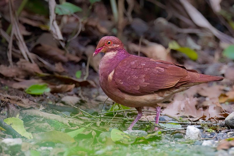 Ruddy Quail-Dove