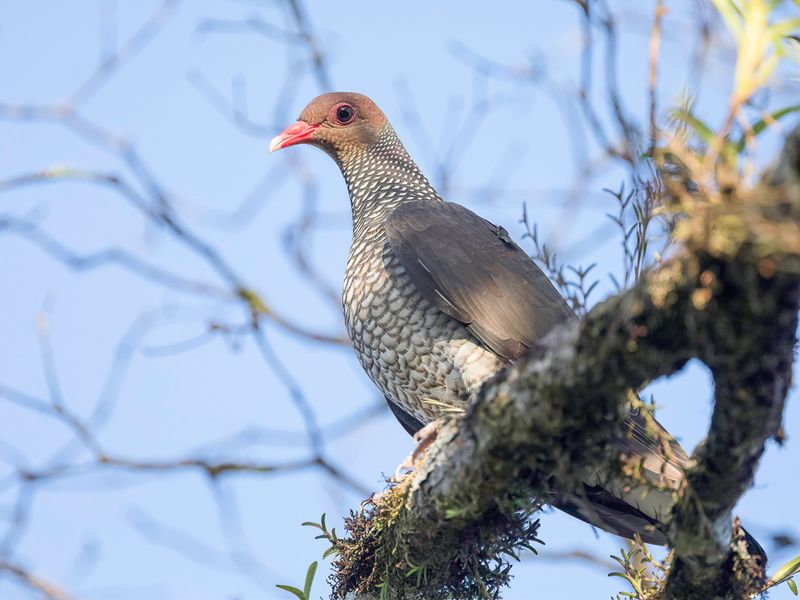 Scaled Pigeon