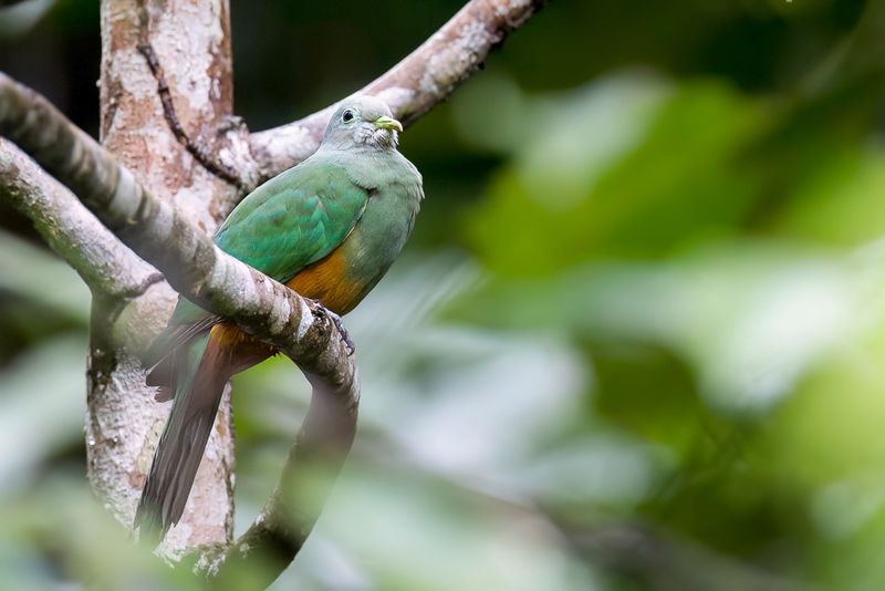 Scarlet-breasted Fruit-Dove (f)