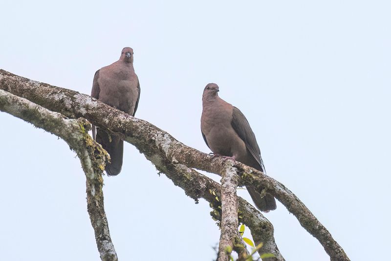 Short-billed Pigeon