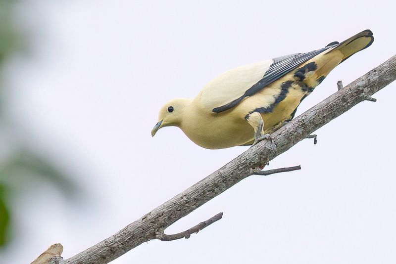 Silver-tipped Imperial Pigeon