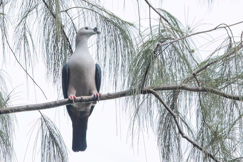 Spiced Imperial Pigeon