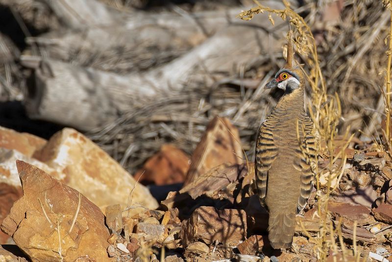 Spinifex Pigeon