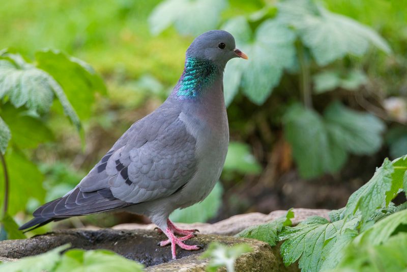 Stock Dove