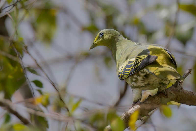 Sumba Green Pigeon (f)