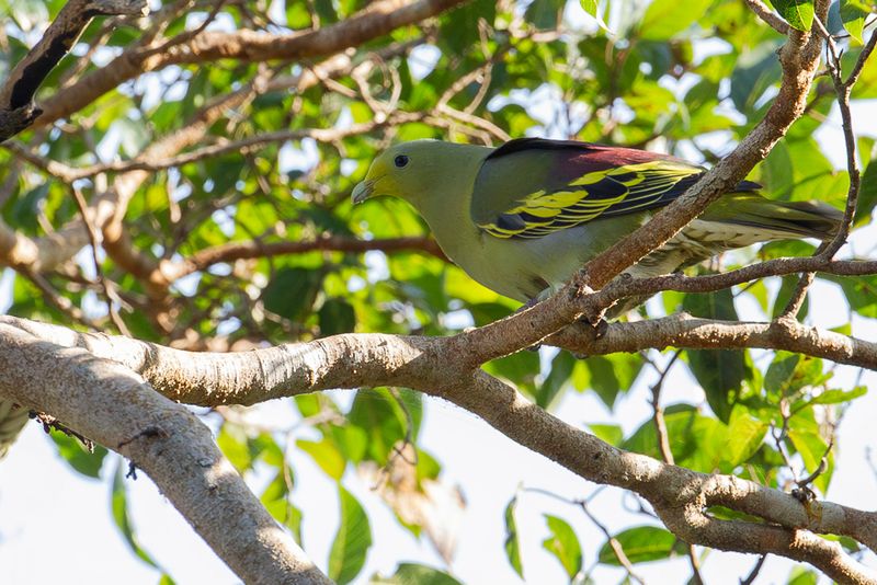 Sumba green Pigeon (m)