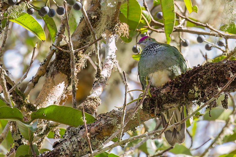 Superb Fruit Dove