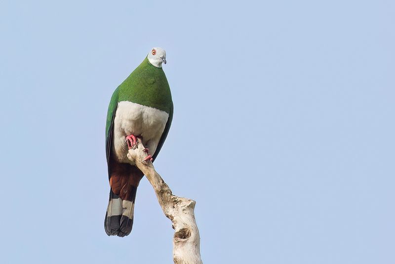 White-bellied Imperial Pigeon