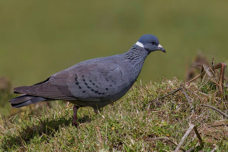 White-collared Pigeon