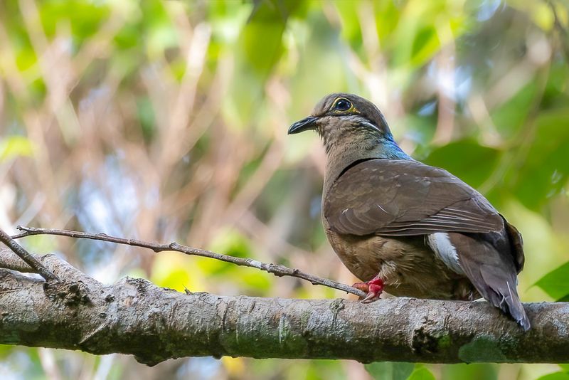 White-eared Brown Dove