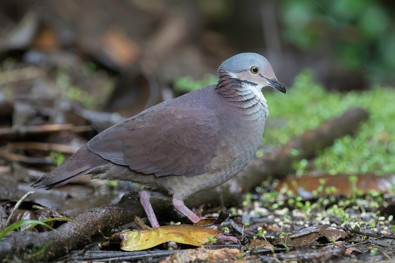 White-throated Quail-Dove